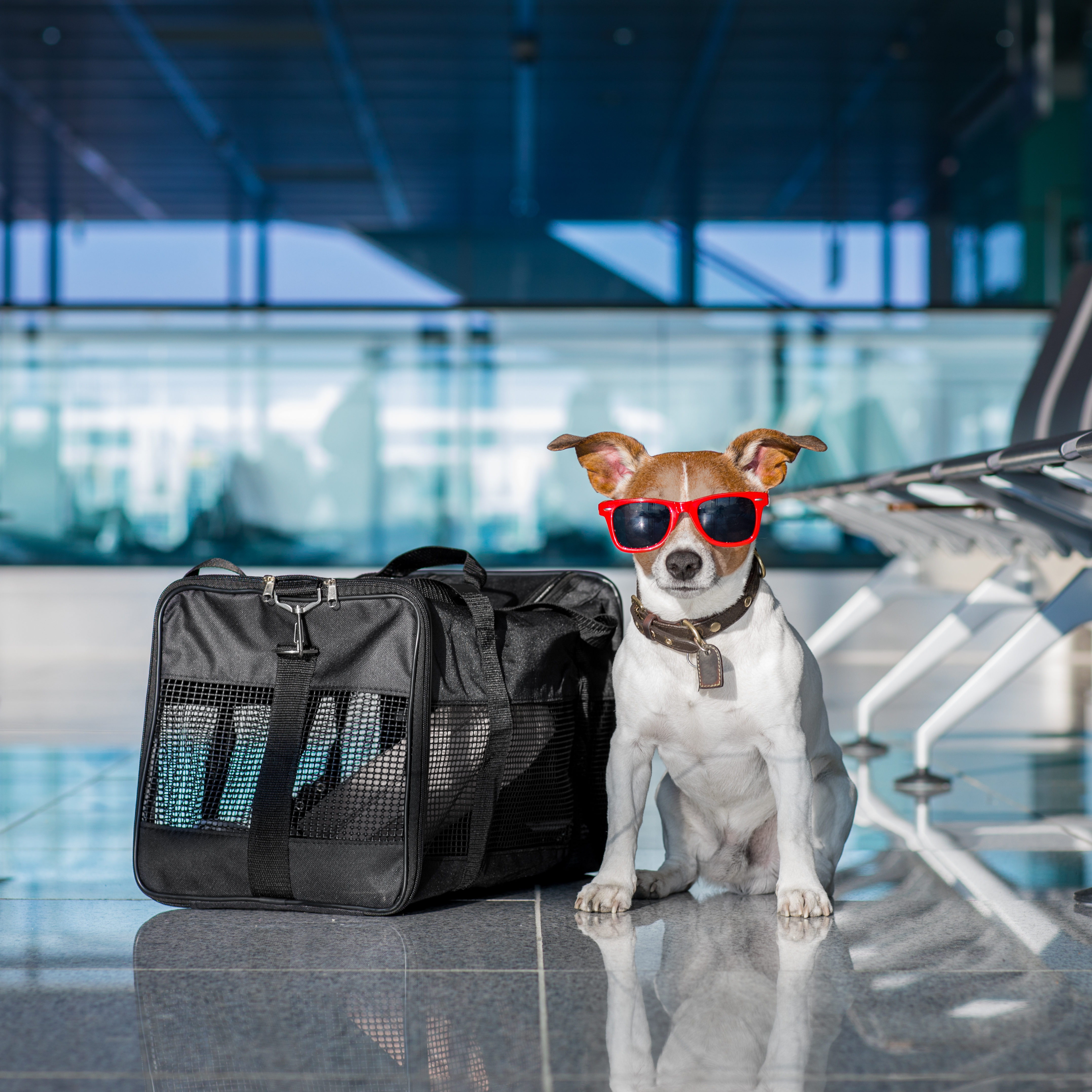 sky express travel with pet